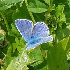 Polyommatus icarus
