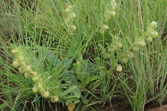 Hermannia grandistipula