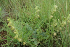 Hermannia grandistipula