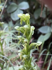 Habenaria hexaptera