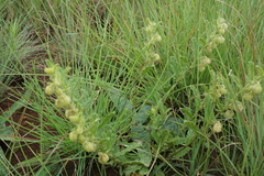 Hermannia grandistipula