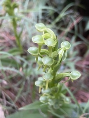 Habenaria hexaptera