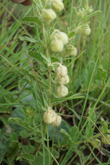 Hermannia grandistipula