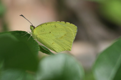 Abaeis mexicana