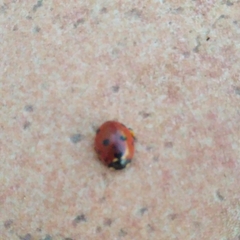 Coccinella septempunctata