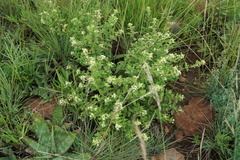 Hermannia grandistipula
