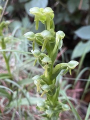 Habenaria hexaptera