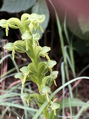 Habenaria hexaptera