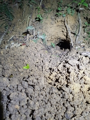 Manis pentadactyla pentadactyla