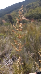 Eragrostis gummiflua