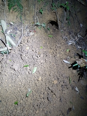 Manis pentadactyla pentadactyla