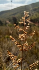 Eragrostis gummiflua
