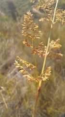 Eragrostis gummiflua