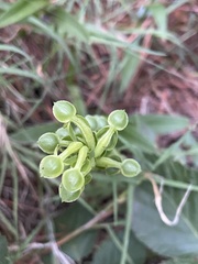 Habenaria hexaptera