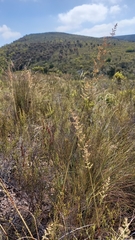 Eragrostis gummiflua