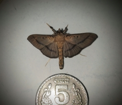 Filodes fulvidorsalis