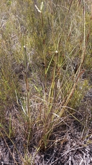 Eragrostis gummiflua