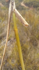 Eragrostis gummiflua