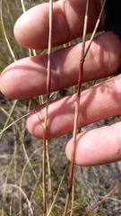 Eragrostis gummiflua