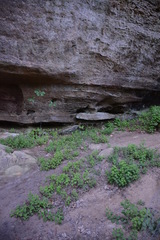 Solidago albopilosa