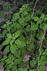 Solidago albopilosa