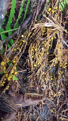 Chloroscypha alutipes