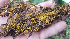 Chloroscypha alutipes