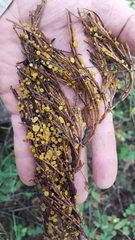 Chloroscypha alutipes