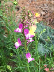Linaria maroccana