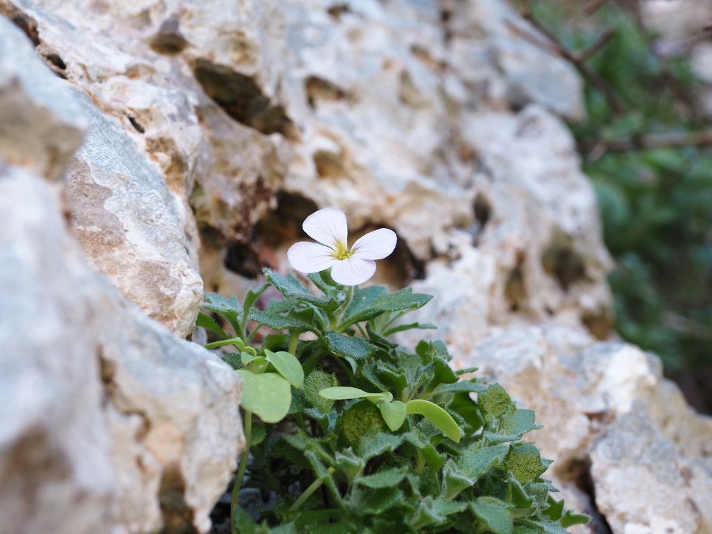 Aubrieta scyria