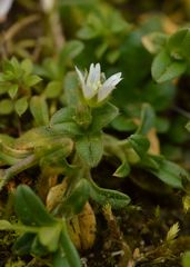 Cerastium fontanum