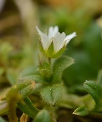 Cerastium fontanum