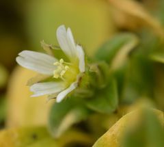 Cerastium fontanum