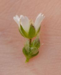Cerastium fontanum