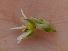Cerastium fontanum