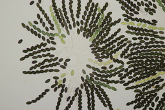 Sordaria fimicola