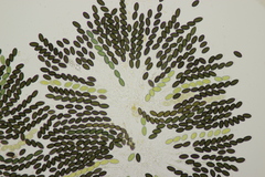 Sordaria fimicola