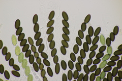 Sordaria fimicola