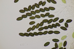 Sordaria fimicola