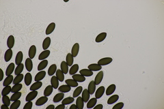 Sordaria fimicola