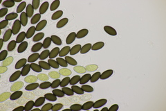 Sordaria fimicola