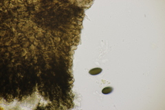 Sordaria fimicola