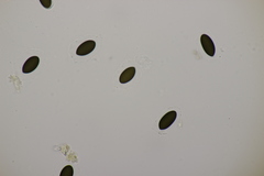 Sordaria fimicola