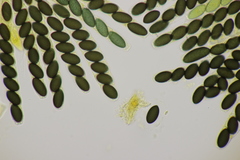 Sordaria fimicola