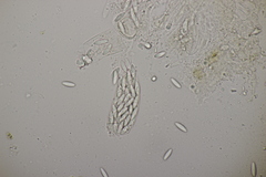 Ascozonus woolhopensis