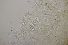 Ascozonus woolhopensis