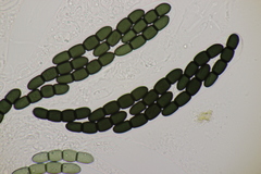 Sporormiella intermedia