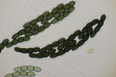 Sporormiella intermedia