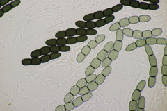 Sporormiella intermedia