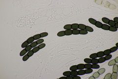 Sporormiella intermedia